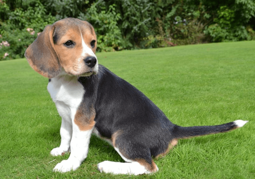 Beagle Puppies for sale in Dubai Pure Breed Pups Pet Mania Dubai