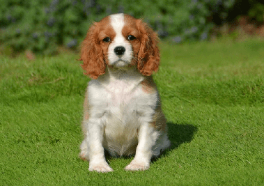 cavalier king charles spaniel