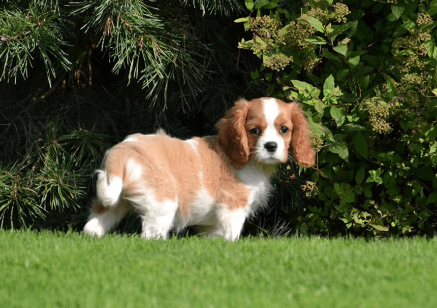 Cavalier king charles spaniel best sale puppies for sale cheap