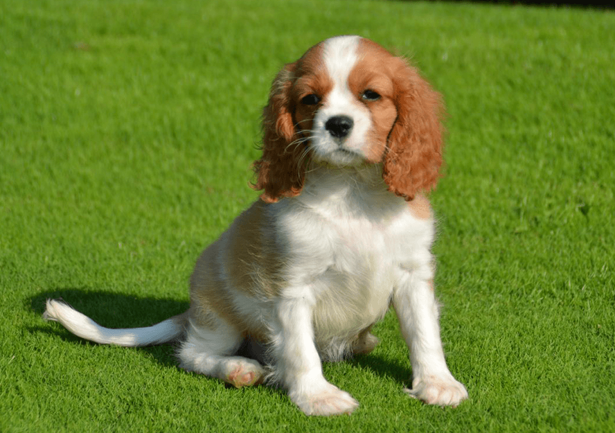 Cavalier King Charles Spaniel for sale Pure Breed Pups