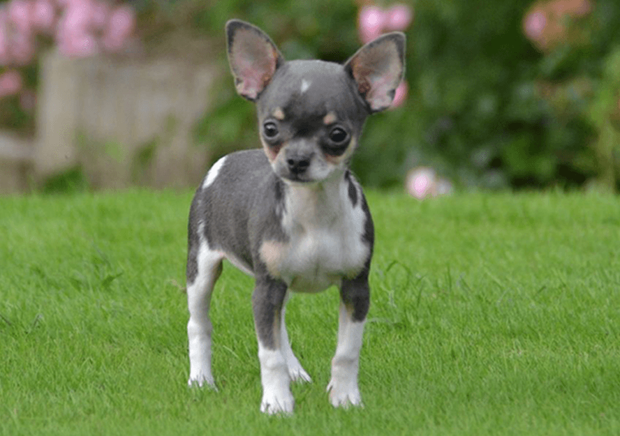 chihuahua puppy