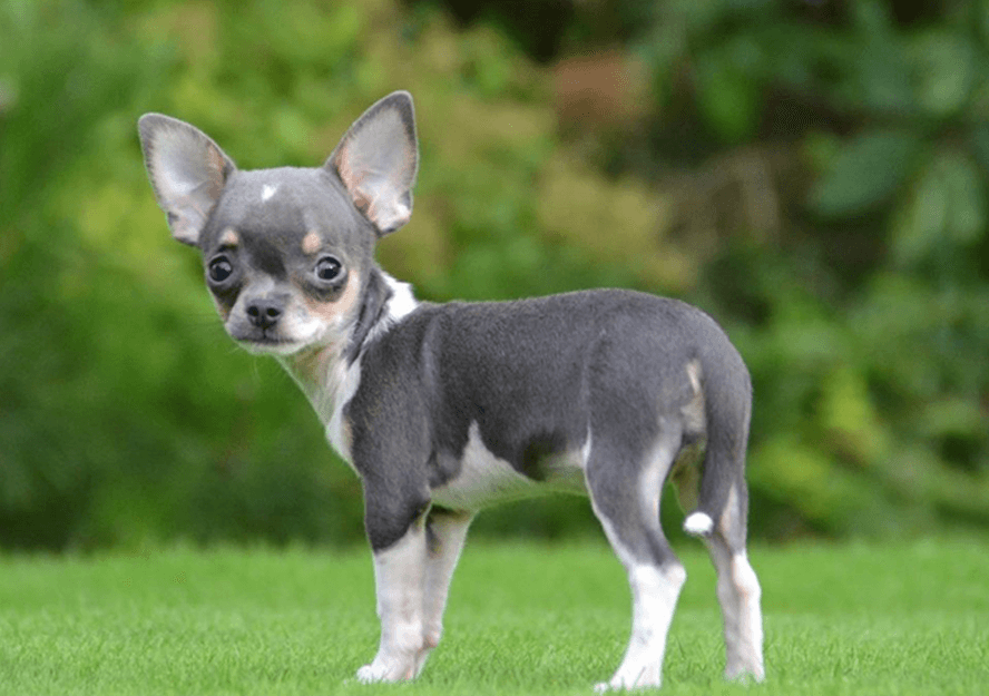 chihuahua dogs