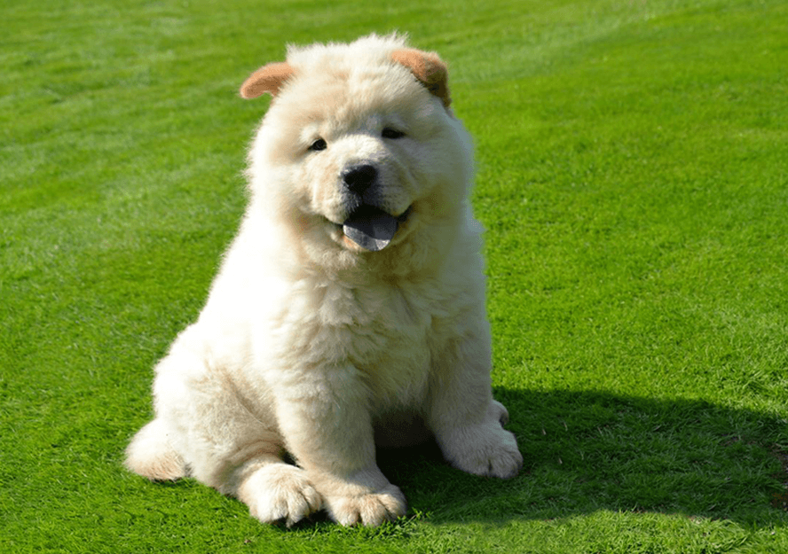 29 Best Photos Chow Chow Puppies For Sale / Chow Chow Puppy Pets For Sale In Puchong Kuala Lumpur Mudah My