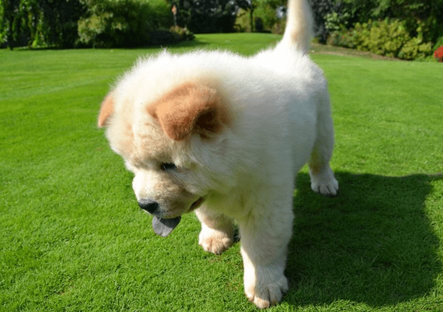 chow chow dogs for sale