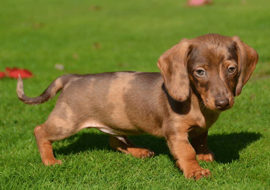 Dachshund Puppies for sale in Dubai Pure Breed Pups