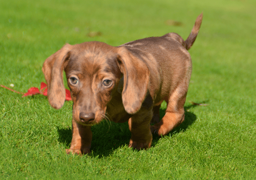 dachshund dog for sale