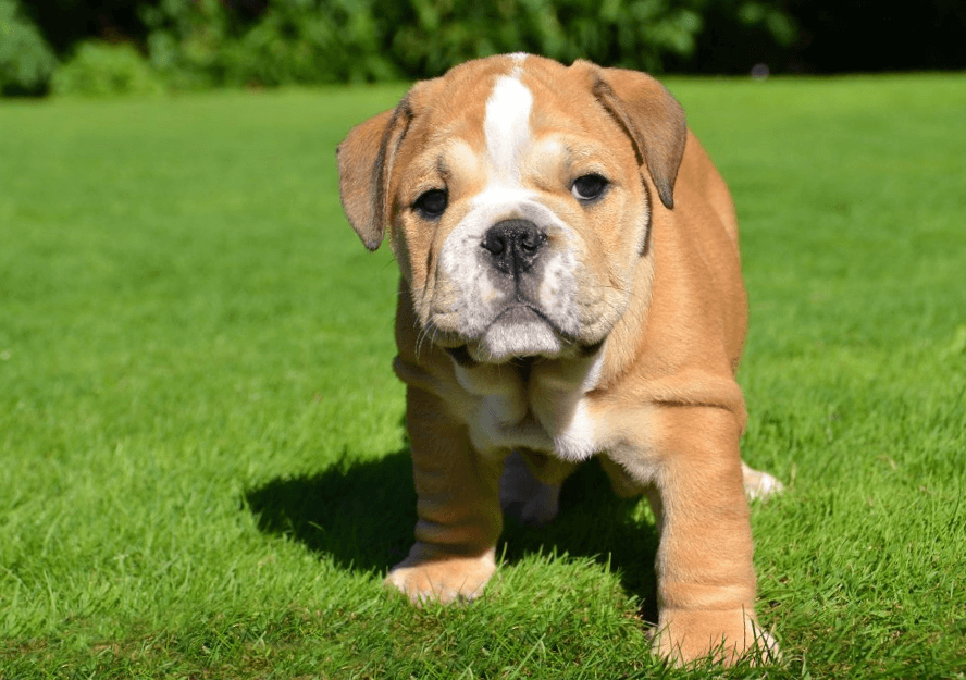 English Bulldog Puppies for sale | Pure Breed Pups | Pet Mania Dubai