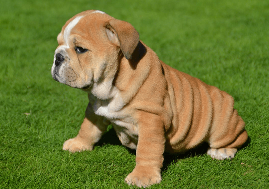 English Bulldog Puppies for sale | Pure Breed Pups | Pet Mania Dubai