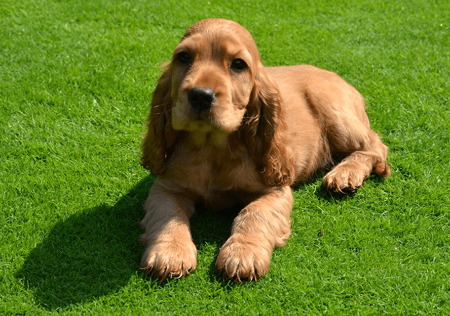 english cocker spaniel puppies