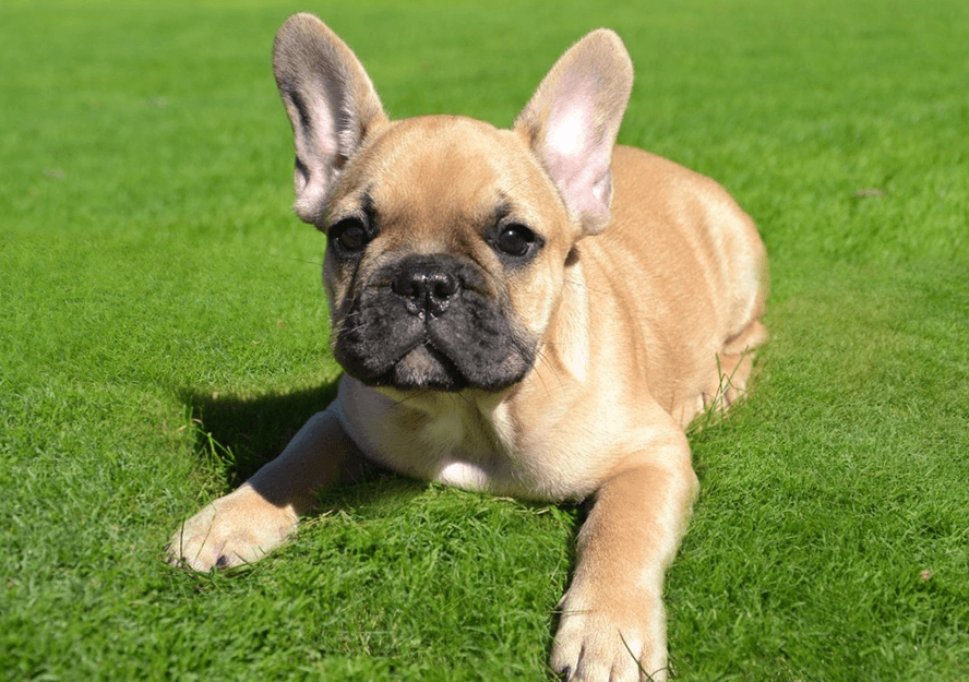 French Bulldog Puppies for Sale | Pure Breed Pups| Pet Mania Dubai