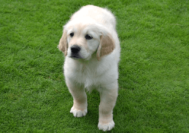 golden retriever puppy