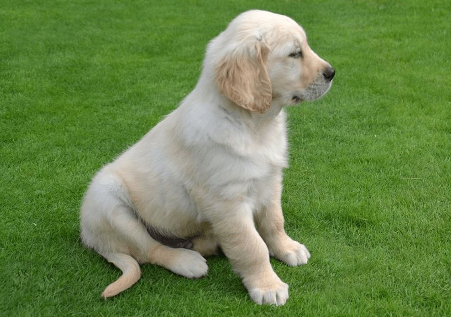 golden retriever dogs for sale