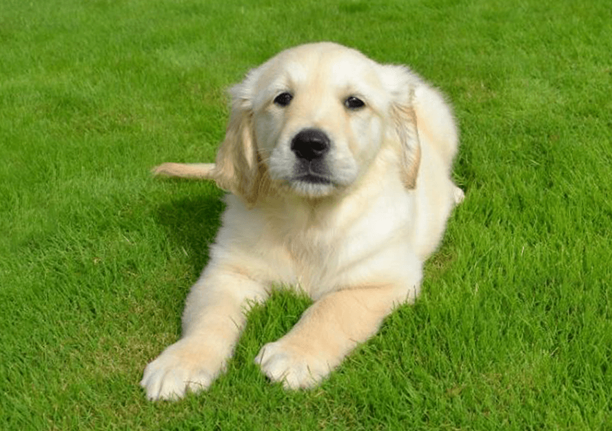 How Much Does A Golden Retriever Puppy Cost - Speaking of bringing a puppy home, one of the first experiences your dog will share with you is the car ride home.