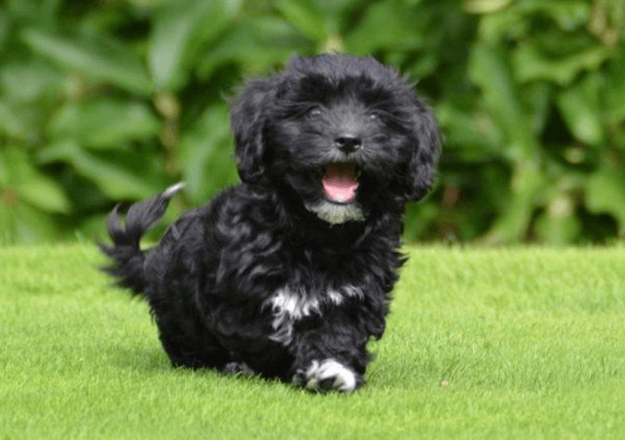 havanese dogs for sale