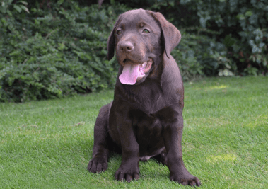 labrador retriever dog