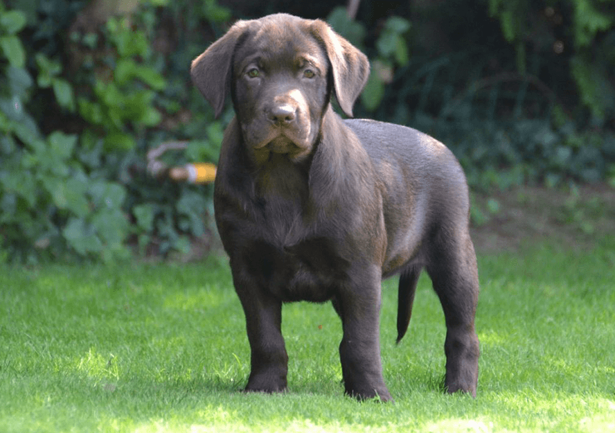 labrador retriever puppies for sale