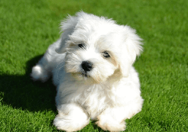 maltese