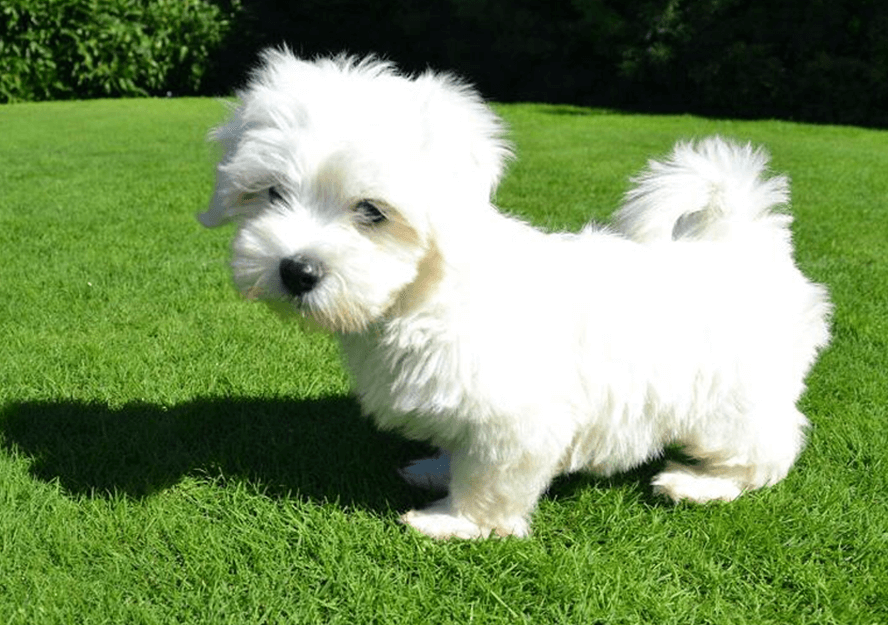 maltese puppy