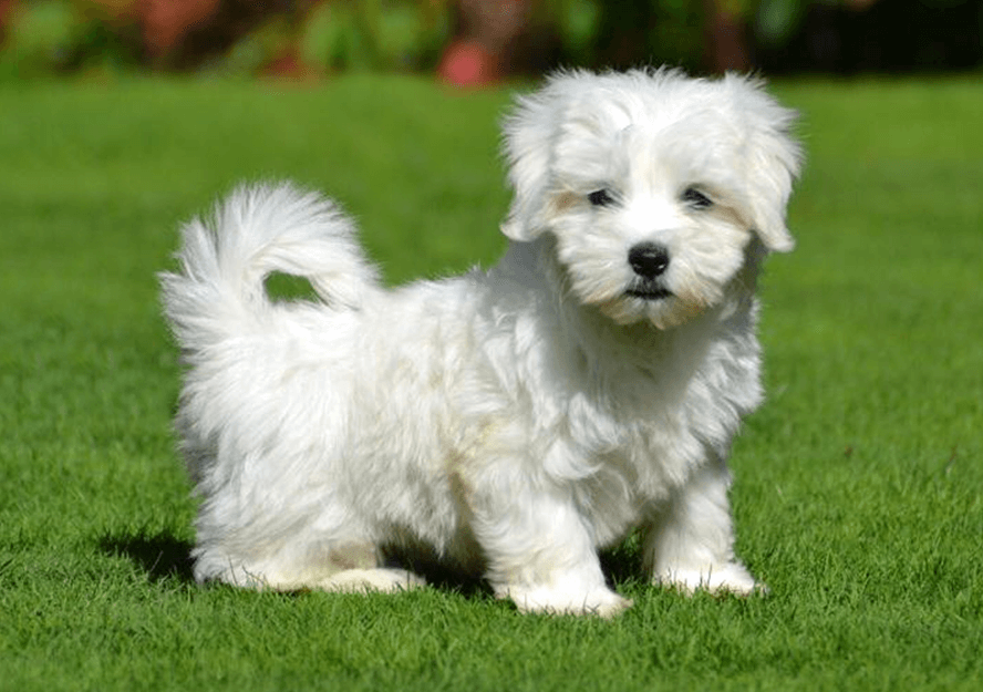 Cheap maltese best sale puppies near me