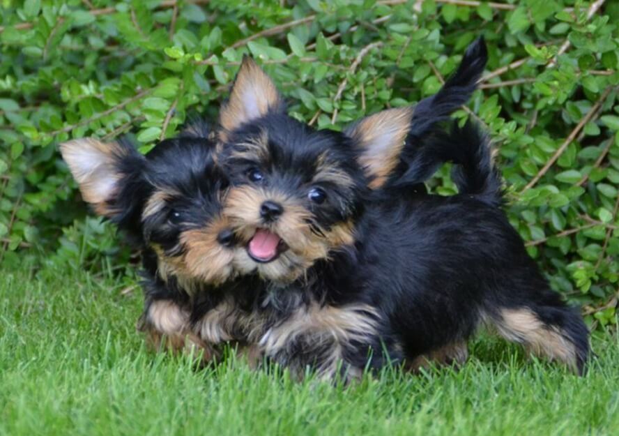 yorkshire terrier puppies