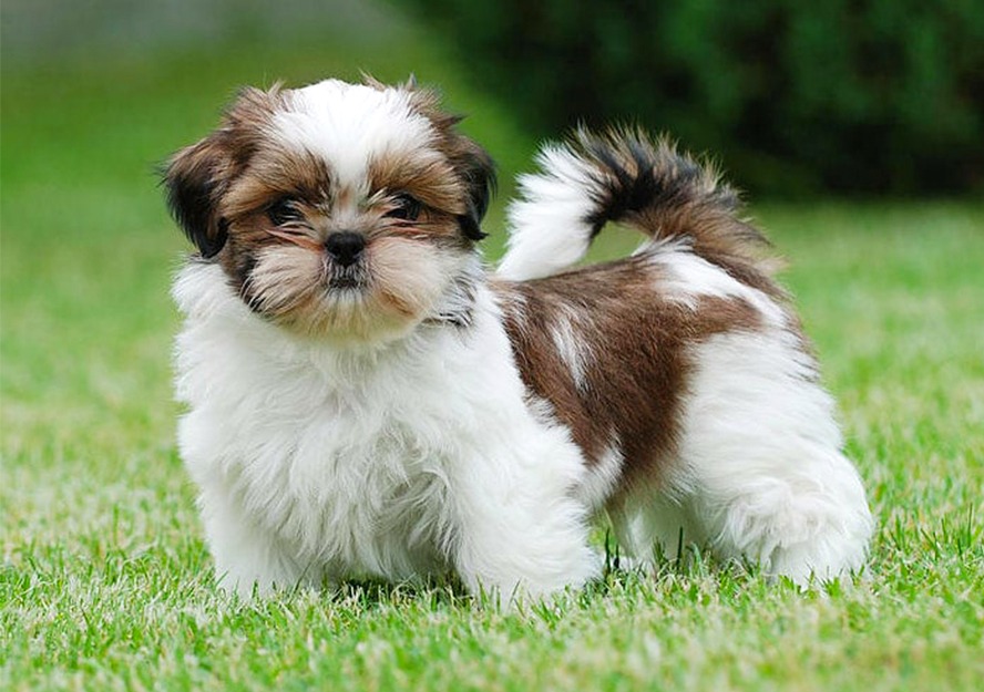 shih tzu puppy