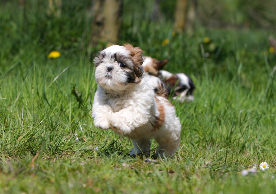 shih tzu puppies for sale