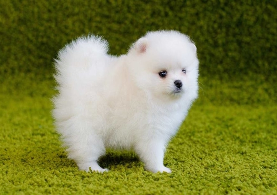 Pomeranian Puppies Buy Puppy In Dubai Pet Mania Dubai