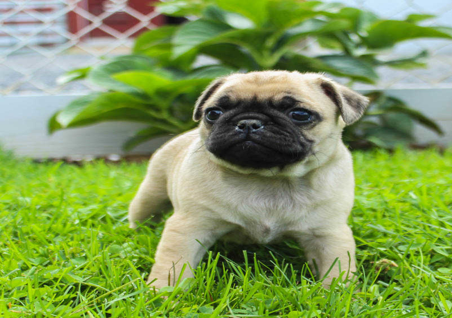 pug puppies for sale