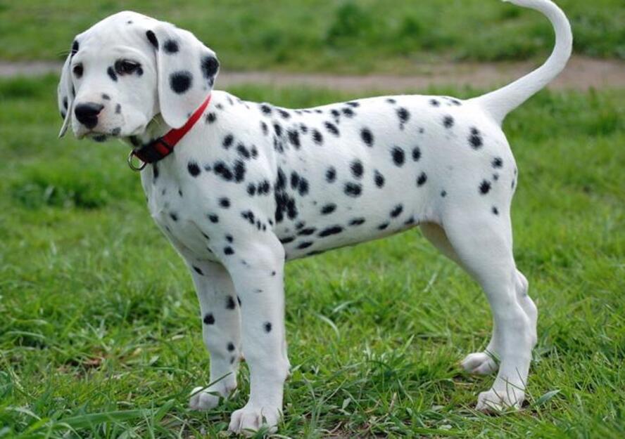 Adorable purebred Dalmatian puppy for sale in Dubai, UAE at Pet Mania Dubai